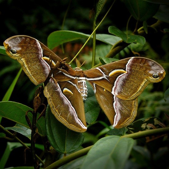 Photo:  The largest butterfly in the world is called the Queen Alexandra's Bird Wing